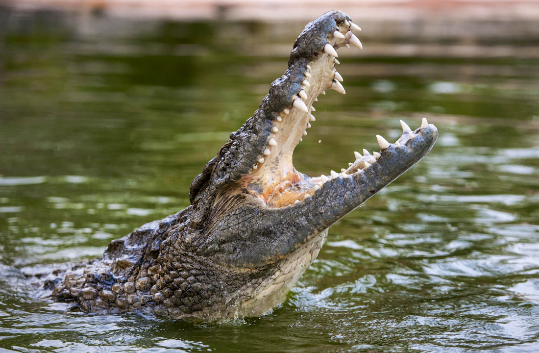 Crocodile Park Dubai Discount